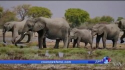 پرزیدنت ترامپ اجازه واردات عاج فیل‌ از آفریقا را لغو کرد