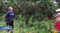 Narenciye Şeker ve Kalp Hastalıklarını Önlüyor