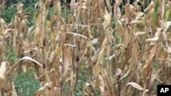 Ethiopia Biodiversity Law Threatens Food Aid Shipments