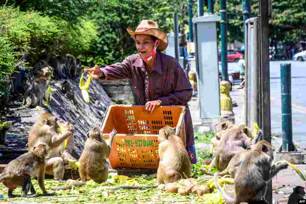 یہ بندر شہریوں کو نقصان پہنچانے سے بھی گریز نہیں کرتے۔ لہٰذا کچھ مقامی افراد بندروں کے جھگڑوں سے بچنے کے لیے انہیں خود ہی خوراک پہنچا دیتے ہیں۔ 