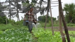 Demand Rising for Organic Produce in Cambodia