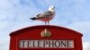 A seagull perches atop an iconic red telephone box in Liverpool, north west England