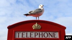 A seagull perches atop an iconic red telephone box in Liverpool, north west England