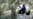 EE.UU.: animales presintieron temblor