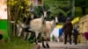 Kambing di Berlin, 16 Januari 2014. ua pakar teknologi informasi telah menciptakan sebuah peta yang menunjukkan lokasi seluruh kambing di Berlin, sehingga orang dapat menemukan kambing yang paling dekat dengannya. (Foto: REUTERS/Thomas Peter)