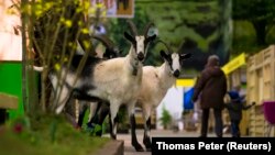 Kambing di Berlin, 16 Januari 2014. ua pakar teknologi informasi telah menciptakan sebuah peta yang menunjukkan lokasi seluruh kambing di Berlin, sehingga orang dapat menemukan kambing yang paling dekat dengannya. (Foto: REUTERS/Thomas Peter)