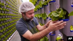 Aaron Fields looks at produce growing in vertical farm green house he manages at Eden Green Technology in Cleburne, Texas, Aug. 29, 2023. (AP Photo/LM Otero)