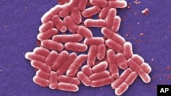 Superbug Infection