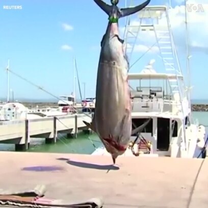 Bắt được cá marlin khổng lồ nặng 650 kg