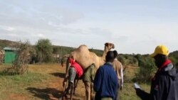 Drawing Blood from a Camel at Mpala Research Centre