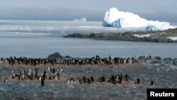 Adelie penguins in Antarctica. (January 18, 2005 file photo)