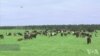 美国农民使用高科技监控牛群