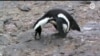 Африканскому пингвину угрожает исчезновение