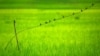 FILE - Birds sit on a wire in a paddy field at Moronga village, along the Assam-Meghalaya state border, India, Aug. 13, 2021.