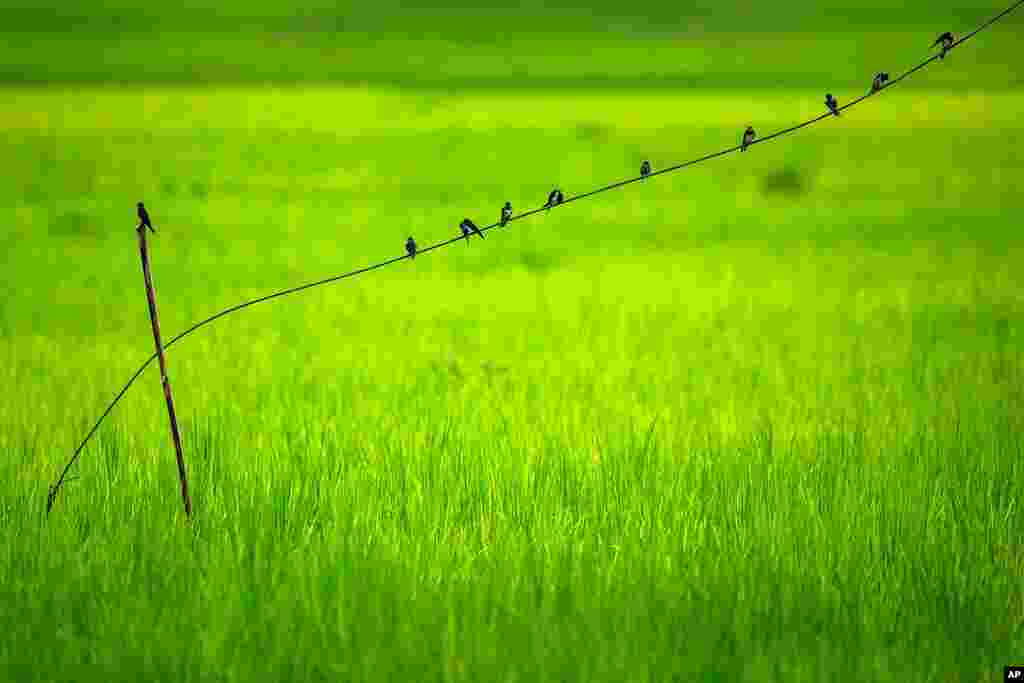 Birds sit on a wire in a paddy field at Moronga village, along the Assam-Meghalaya state border, India.
