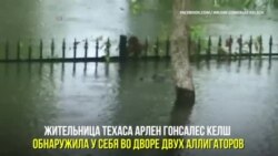 Аллигаторы приплыли в затопленный двор в Техасе