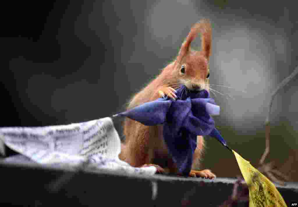 A squirrel chews a Tibetan Prayer flag in Cologne, western Germany.