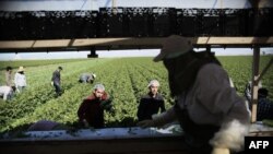 ARCHIVO - Trabajadores agrícolas mexicanos cosechan apio en un campo de Brawley, California, en el Valle Imperial, el 31 de enero de 2017.