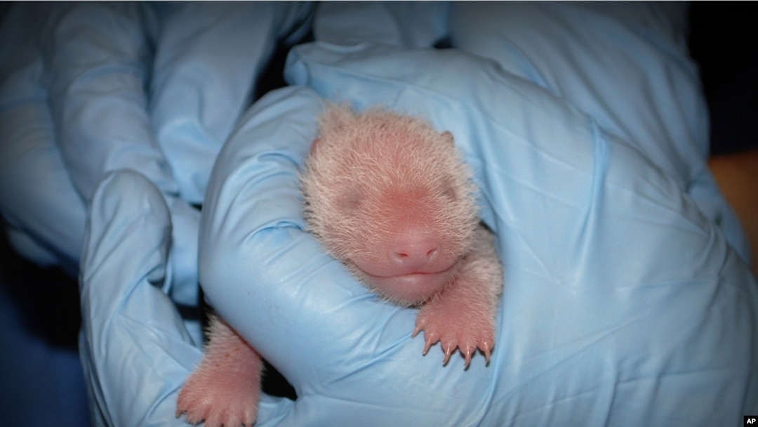 Bayi panda yang lahir tanggal 23 Agustus 2013 di kebun binatang Washington DC adalah betina (foto: dok). 