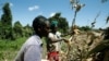 FILE - Farmers harvest maize crop facilitated by the Safaricom DigiFarm App that helps agribusinesses and small holding farmers to share information and transact easily, in Sigor village of Bomet County, Kenya, May 28, 2020. 