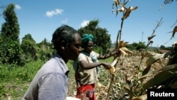 FILE - Farmers harvest maize crop facilitated by the Safaricom DigiFarm App that helps agribusinesses and small holding farmers to share information and transact easily, in Sigor village of Bomet County, Kenya, May 28, 2020. 