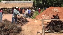 Forest Elephants in CAR Threatened by Poachers, Rebels