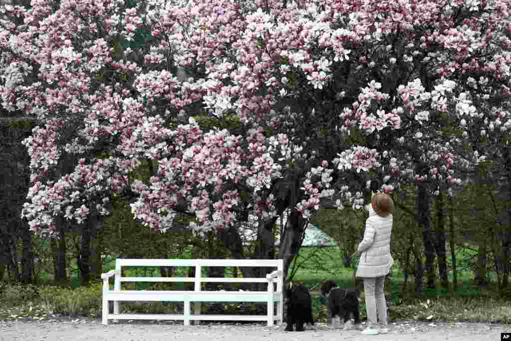 A woman takes pictures of a Tulip Magnolia tree during her walk through the park of castle Nymphenburg in Munich, Germany. 