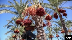 A Palestinian farmer picks dates from a palm tree during harvest in Deir al-Balah in the central Gaza Strip.