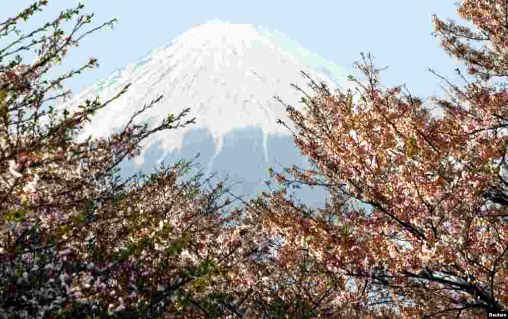 花树掩映下，日本中部的富士山