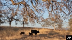 Des bœufs américains broutant de l’herbe dans une ferme, 5 novembre 2012.