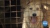 VOA英语视频: 美国人爱犬如命 跨国收养蔚然成风
