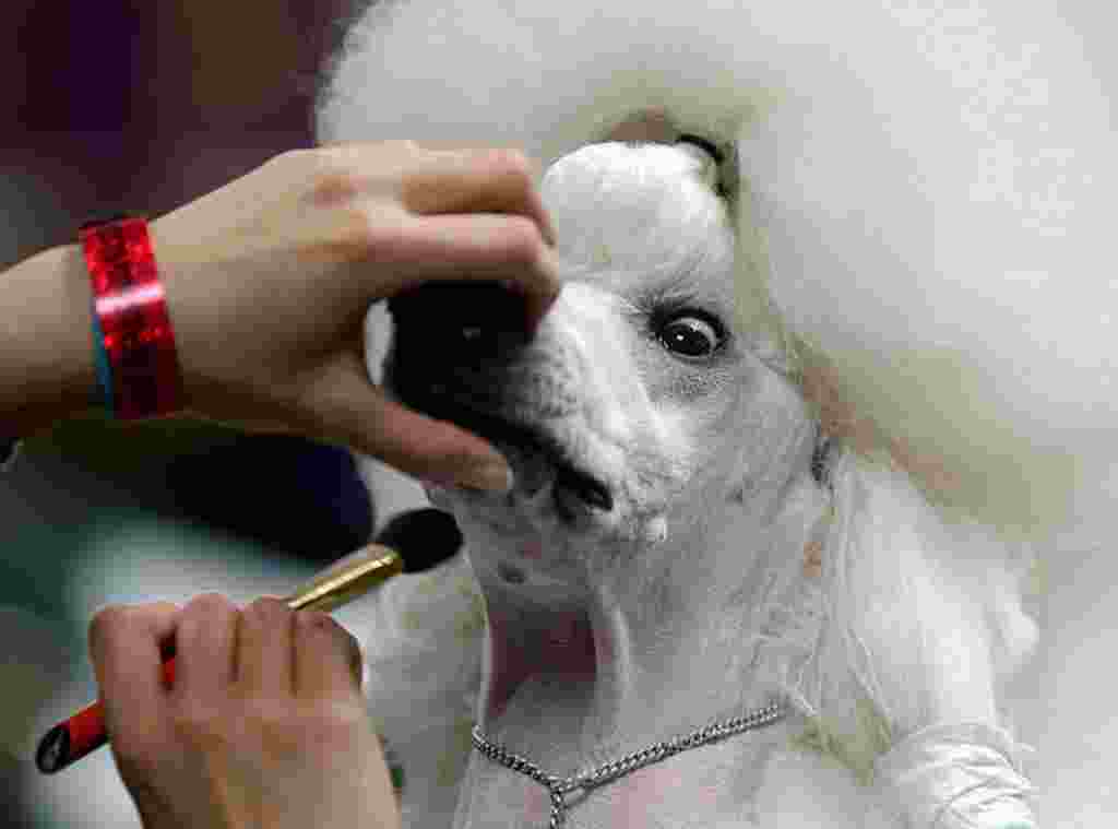 Sophie, de la raza Standard Poodle, es maquillada antes de su caminata.