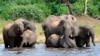 FILE - Elephants get a drink in the Chobe National Park in Botswana on March 3, 2013. Botswana is one of six Southern African nations upset that Britain's Labor Party committed to support a ban on the import of hunting trophies.