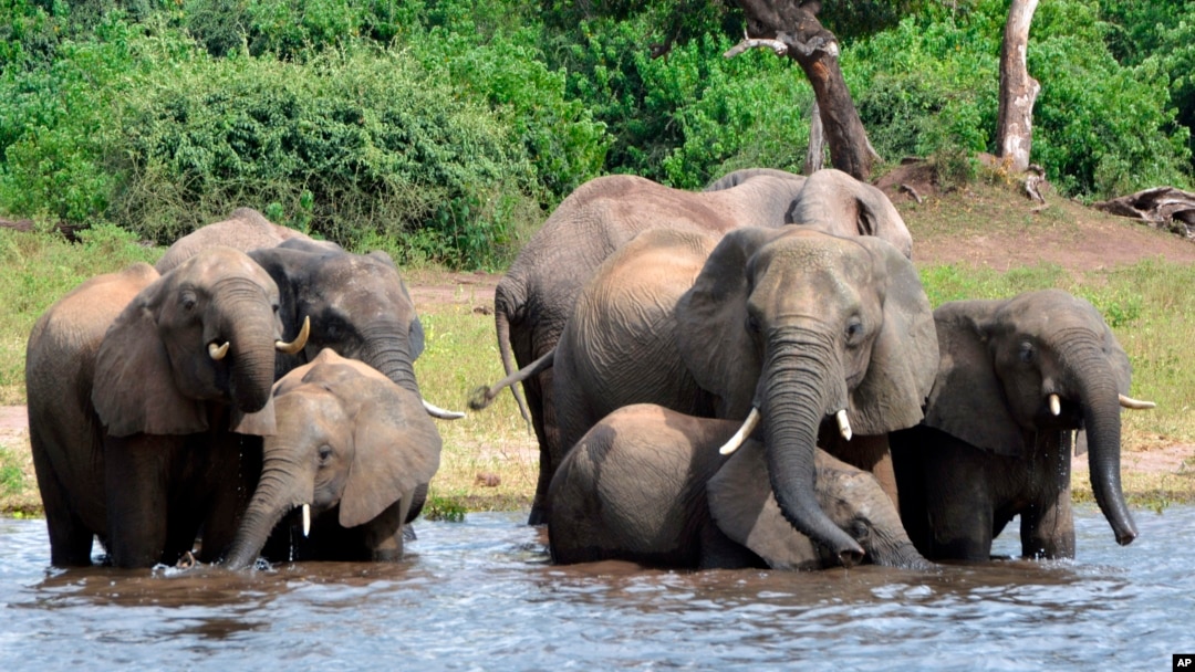 FILE - In this March 3, 2013, photo, elephants drink water in the Chobe National Park in Botswana.