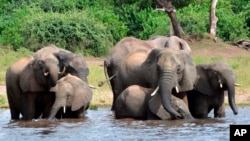 FILE - Elephants get a drink in the Chobe National Park in Botswana on March 3, 2013. Botswana is one of six Southern African nations upset that Britain's Labor Party committed to support a ban on the import of hunting trophies.