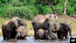 แฟ้ม - ภาพเมื่อ 3 มี.ค. 2016 ช้างดื่มน้ำที่อุทยานแห่งชาติ Chobe ในบอตสวานา (AP Photo/Charmaine Noronha, File)