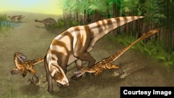 Saurornitholestes sullivani attacks a subadult hadrosaur Parasaurolophus tubicen. (Illustration: Mary P. Williams)