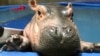 Fiona the Hippo Turns 3 Months Old