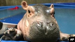 Un hippopotame dans un zoo aux États-Unis. 