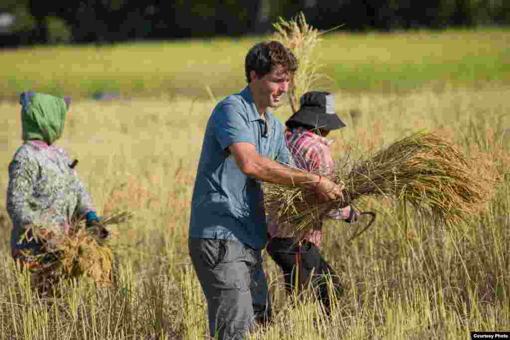 A U.S. embassy staff member helps local rice farmers in “People-to-People Ties”, highlighting diplomatic relations between the two nations, Cambodia, June 2020. (Photo courtesy of U.S. Embassy in Cambodia) 