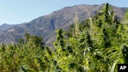 Des plants de cannabis dans le village marocain de Bni Hmed, au nord du pays, le 14 septembre 2014.