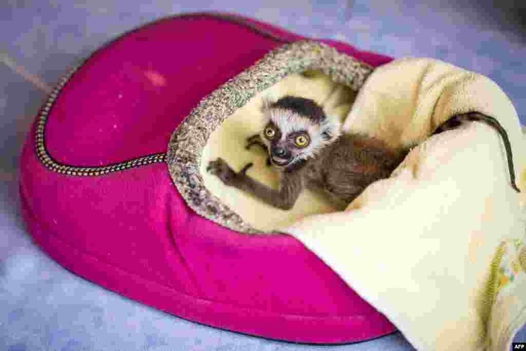 Ring-tailed lemur baby "Heather" sits in a heating slipper at the Affenwald Straussberg animal park in Straussberg, Germany, May 3, 2017.