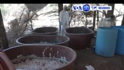 Manchetes Mundo 29 Agosto 2018: México descobre laboratório de drogas