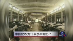 时事大家谈：中国奶农为什么杀牛倒奶？