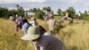 Cambodian farmers cut rice at a rice paddy farm during the harvest season at Sala Kumrou, Puresat province.