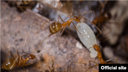 FILE - Yellow crazy ants are seen on an image posted on an official Australian government website, wettropics.gov.au. 