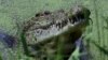 A large male crocodile watches a crowd gathered for feeding time at Darwin's Crocodile Farm located 100 kilometers south of Darwin, Australia. (2005 file photo)