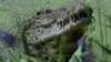 Australians Urged to Be Alert to Crocodile Threat