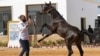 FILE —A participant along with his horse takes part in the National Championship of Libyan Arabian Horse (Elkheir Cup) on the outskirts of Tripoli on March 3, 2024.