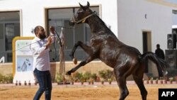 FILE —A participant along with his horse takes part in the National Championship of Libyan Arabian Horse (Elkheir Cup) on the outskirts of Tripoli on March 3, 2024.